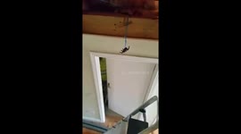 Ireland workman has hilarious reaction after colleagues play fake tarantula prank on him