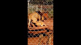 A rare of the  king of the jungle mating at Nairobi National Park in Kenya