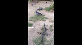 A Park where Iguanas and Pigeons can Eat scraps of food together!