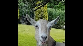 Goat has bitten off more than he can chew