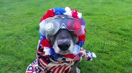 Patriotic pup dressed from nose to tail in US paraphernalia to celebrate Independence Day