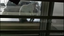 Funny Footage of Cat Surprised by Unknown Sound