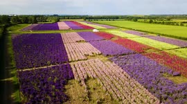 Stunning aerial views of thousands of flowers bursting into a dazzling array of summer colours
