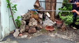 Terrified locals catch escaped crocodile in family's front yard