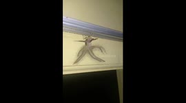 Bizarre alien-like winged creature baffles locals in Bali