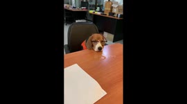 Professional pooch has 'job interview' wearing glasses at desk