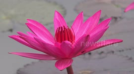 A relaxing video of a honey bee visiting a pink lotus flower in early morning.