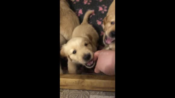 Cute golden retriever puppies