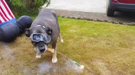 Amazing Dog with a 4th of July Sparkler!