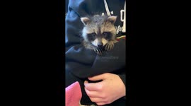 Baby Raccoon