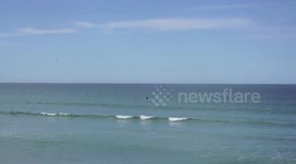 Southern Right Whale Filmed Near Beach