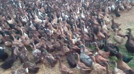 A large flock of hungry noisy ducks waiting for their food.
