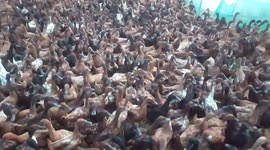 Farmer feed the  hungry ducks.