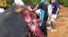 Huge sperm whale found dead in Thailand with plastic pollution in stomach