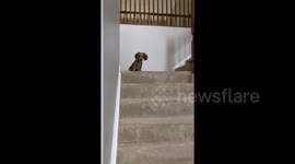 Tiny US pup hilariously follows owner moving between staircases