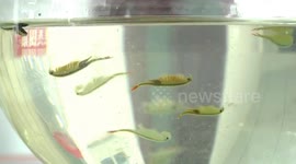 200-million-year history fairy shrimps discovered in pond in eastern China