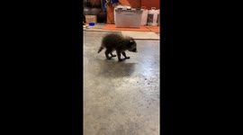 Baby Raccoon