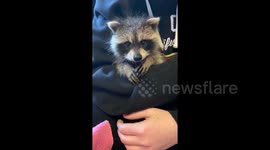 Adorable baby raccoon rescued in Canada