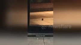 London mouse wants Subway sandwich, but they're closed