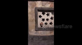 Tiny dog 'protects its house' by barking through hole in the wall at passersby