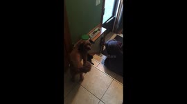 Hungry dog demands treats as he continuously hits the jar