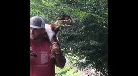 This kid does his chores: baby goat helps trim hedges