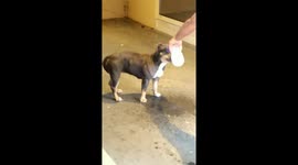 Dog with sunglasses drink water on bottle