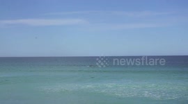 Watch a Southern Right Whale Play in the Waves