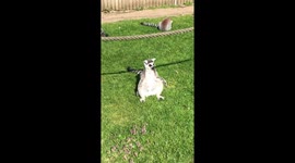 Beautiful animal