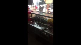 Cat orders candy from shop... then runs away without paying