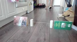 Pipi the guinea pig's tricks