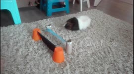 Pipi the guinea pig jumps double hurdle