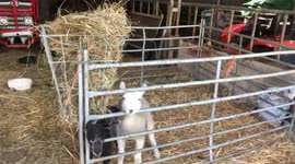 Lambs playing