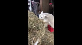 Lamb eating hay