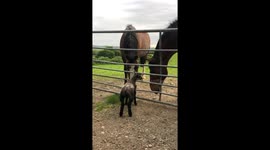 Lambs looking at horses