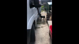 Lamb jumps into van