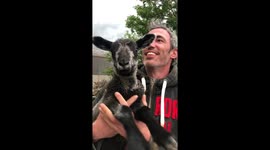 Pet lamb love