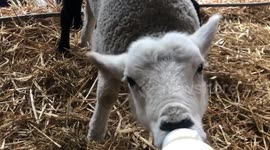 Bottle fed lamb
