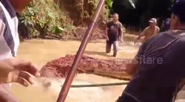 Indonesian locals battle to drag monster crocodile that 'pounced on resident' ashore