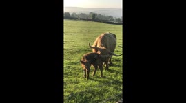 Newborn highland calf