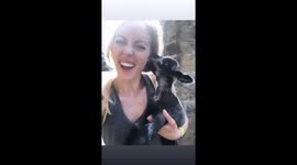 Lamb nibbles my ear