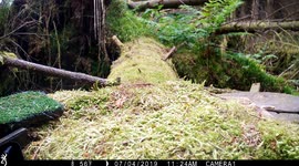European Jay attacks remote camera, and mimics noises of the forest