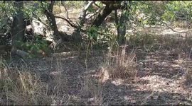 LION WITH CUBS