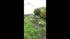 Natural lawnmower
