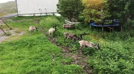 Natural lawnmower