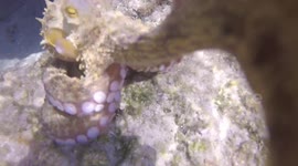Amazing footage of octopus attacking video camera