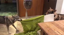 Wolf dogs fighting for the towel