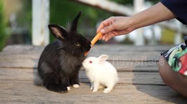 Two cute bunny rabbits, one is white and one is black eating a carrot.