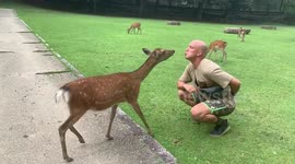 Deer-ly loved! Sacred animal gives man a kiss in Japanese park