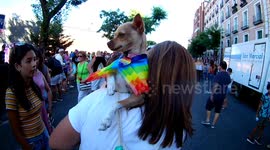 A chihuahua pet in the gay pride Madid 2019
